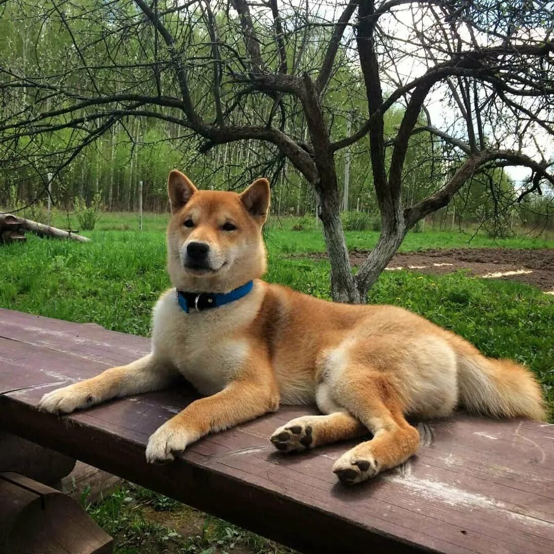 Шибу ину питомник. Питомник шиба-ину, деревня степаньково. Шибу ину питомник. Сиба ину. Сиба-ину питомник dabis.