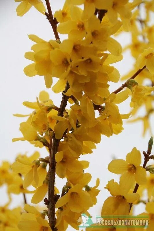 Форзиция линвуд описание. Форзиция линвуд. форзиция промежуточная линвуд. линвуд кустарник форзиция. форзиция линвуд голд.