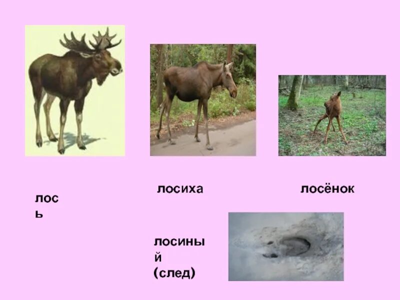 Слово лосиха. Изложение 3 класс лосиха и лосенок презентация. Слово лосиха. Лосиха заботливая мать. Текст про лося.