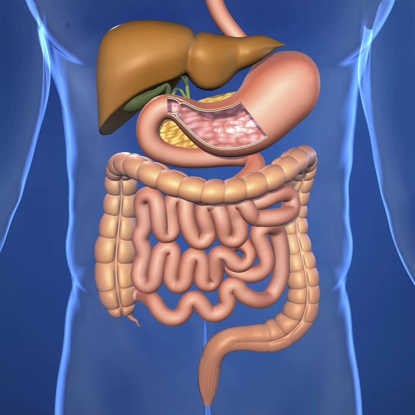 Проблемы с желудком и кишечником. Желудочно-кишечный тракт человека анатомия. Пищеварительная система кишечник анатомия. Пищеварительный тракт человека. Анатомия пищеварительного тракта человека.