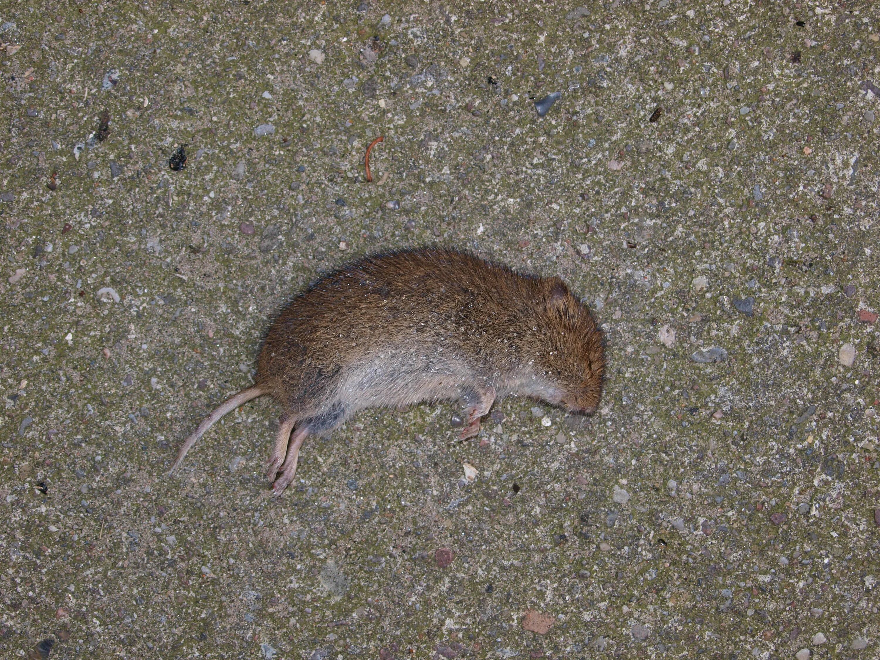 Земляная крыса полевка. Землеройковые крысы. Мышь полевка с коротким хвостом.