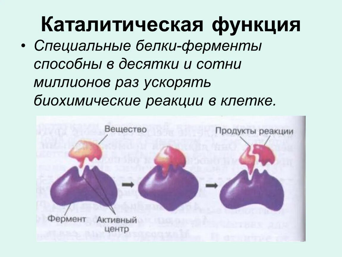 Белок название фермента. Каталитическая функция ферментов. Белки ферменты функции. Ферментативная функция белков. Каталитическая функция белков ферменты.