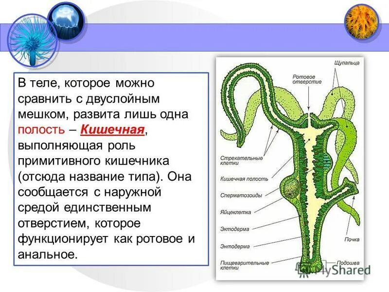 Что такое кишечная полость. Кишечная полость это в биологии. кишечная полость у гидры связана с наружной средой. кишечная полость это в биологии 7 класс. функция кишечной полости у гидры.