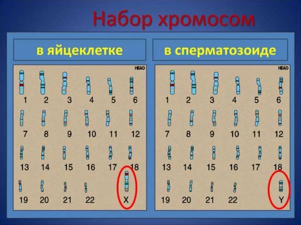 Какой набор хромосом имеют спермии. Набор хромосом яйцеклетки. Набор хромомосом в яцеклетке. Набор хромосом сперматозоида. Набор хромосом в яйцеклетке человека.