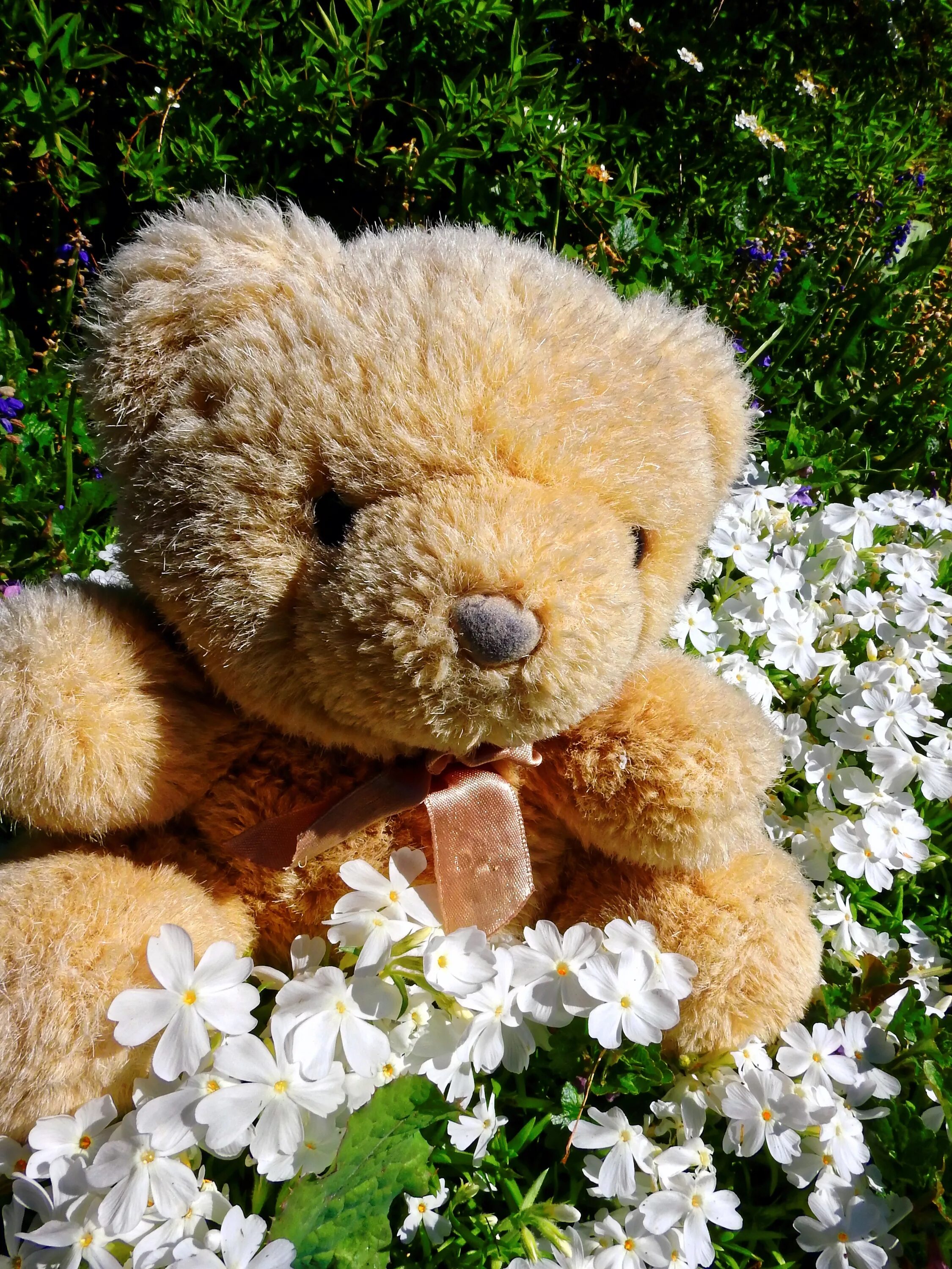 Поздравление большое мишки. Тедди Беар. Тедди Беар растение. Плюшевый мишка. Красивый Медвежонок с цветами.