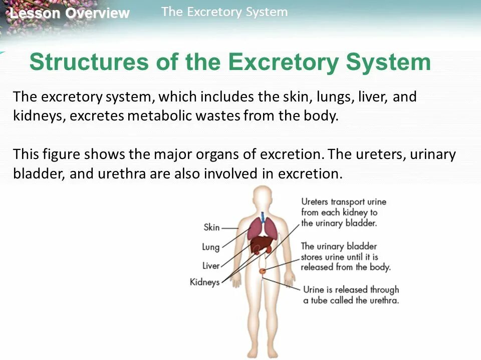 Excretory System functions. Excretory Organs. Excretory Organs таблица. The structure of the Camel's Excretory System. Also involves