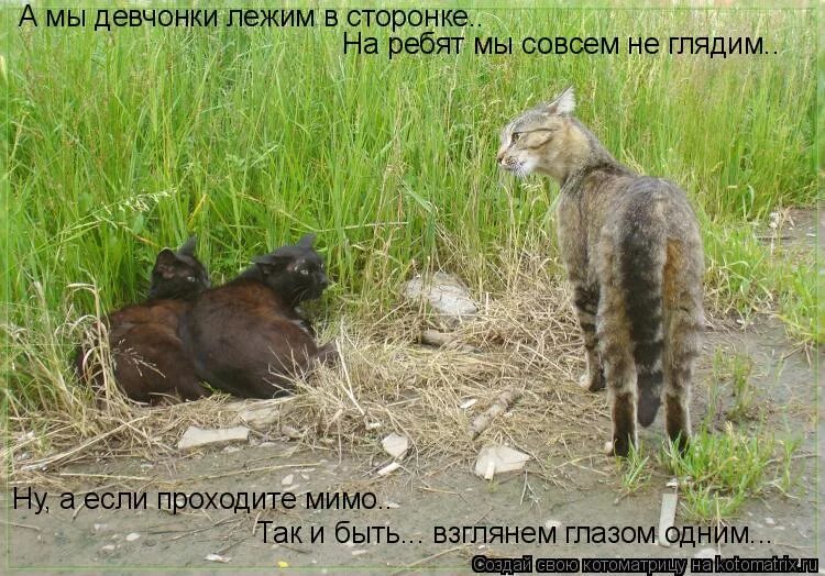 Высказывания про дождь. Женщина встаньте в очередь. Стихотворение для малышей. Хорошие стихи. На девчонок мы больше не глядим.