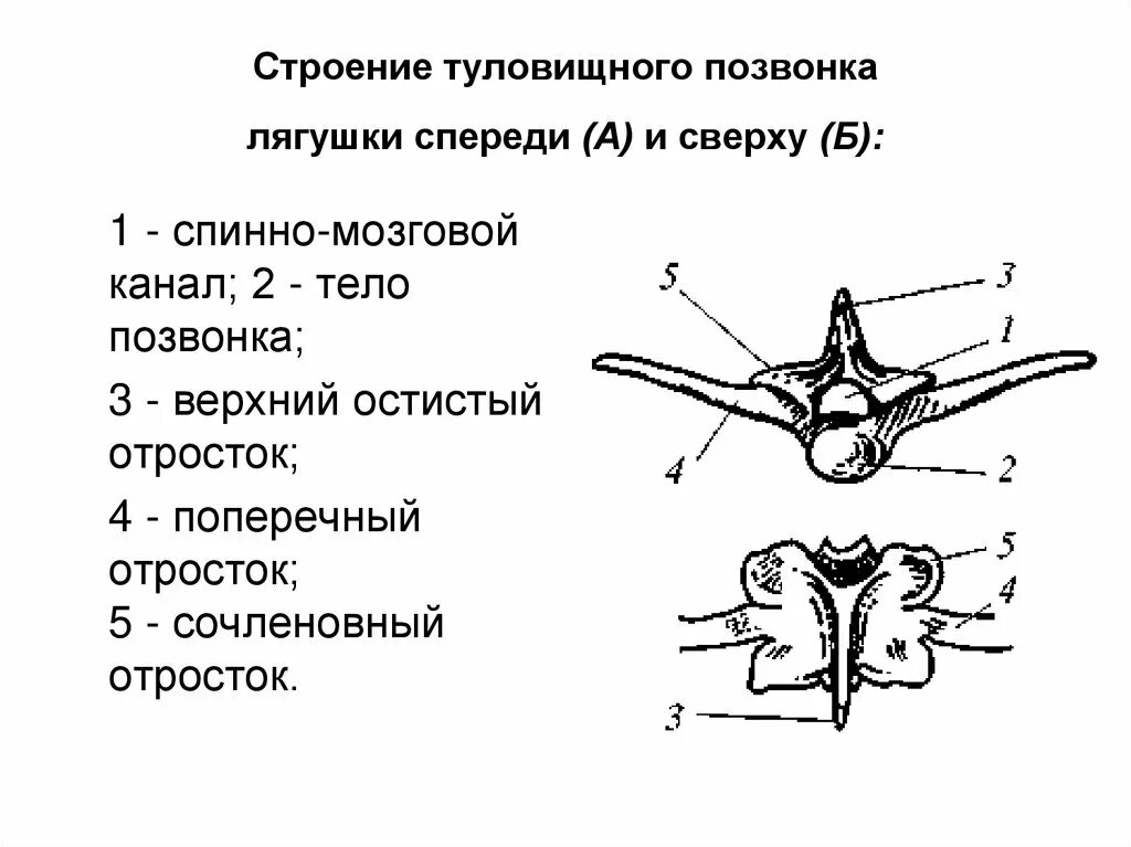 В позвоночнике 2 отдела туловищный и хвостовой. Строение позвонков амфибий. Строение позвоночника лягушки. Строение позвонков земноводных. Строение грудного позвонка кошки вид спереди.