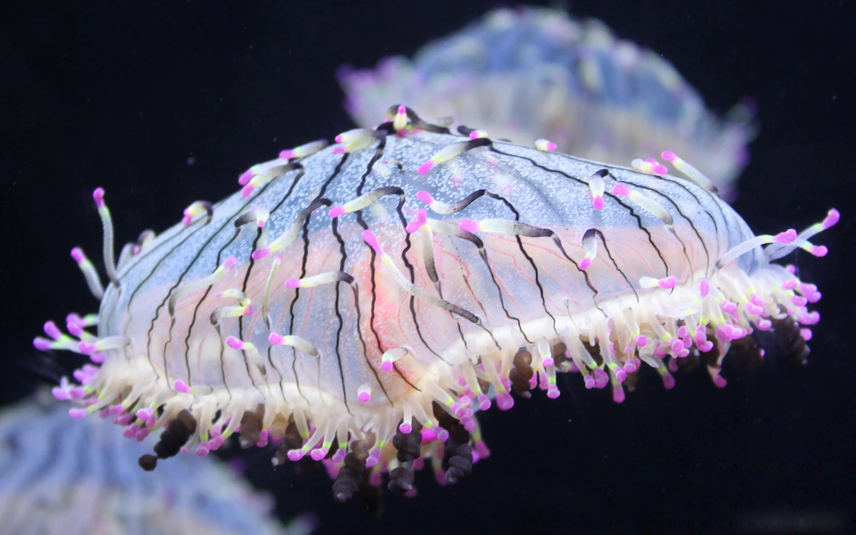 Люцернария медуза. Scyphozoa (Сцифоидные). Фиалка РМ морская медуза. Пятнистая австралийская медуза. Кишечник беспозвоночные