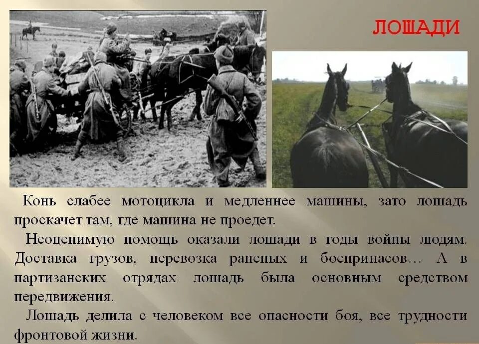 Лошади в годы Великой Отечественной войны 1941-1945. Животные герои Великой Отечественной войны лошади. Лошади в Великой Отечественной войне. Лошади в ВОВ.