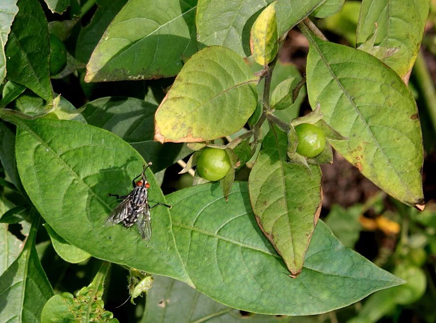 Пронзительное золото листвы как вкус воды. Акмелла репенс. Руккола индау. Карин мюллер "вкус листьев коки". Индау (руккола) кореянка.