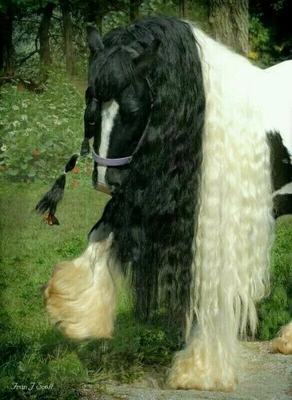 Pura Raza Española stallion, Sirco VII. Andalusian horse, Horses, White horses