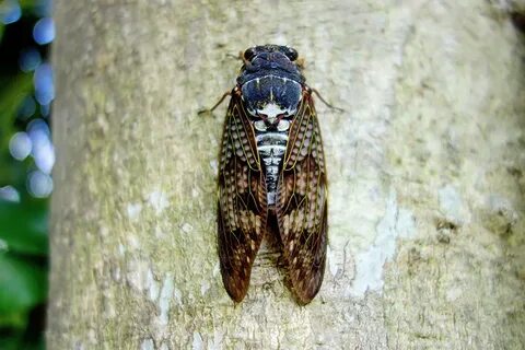 Cicada