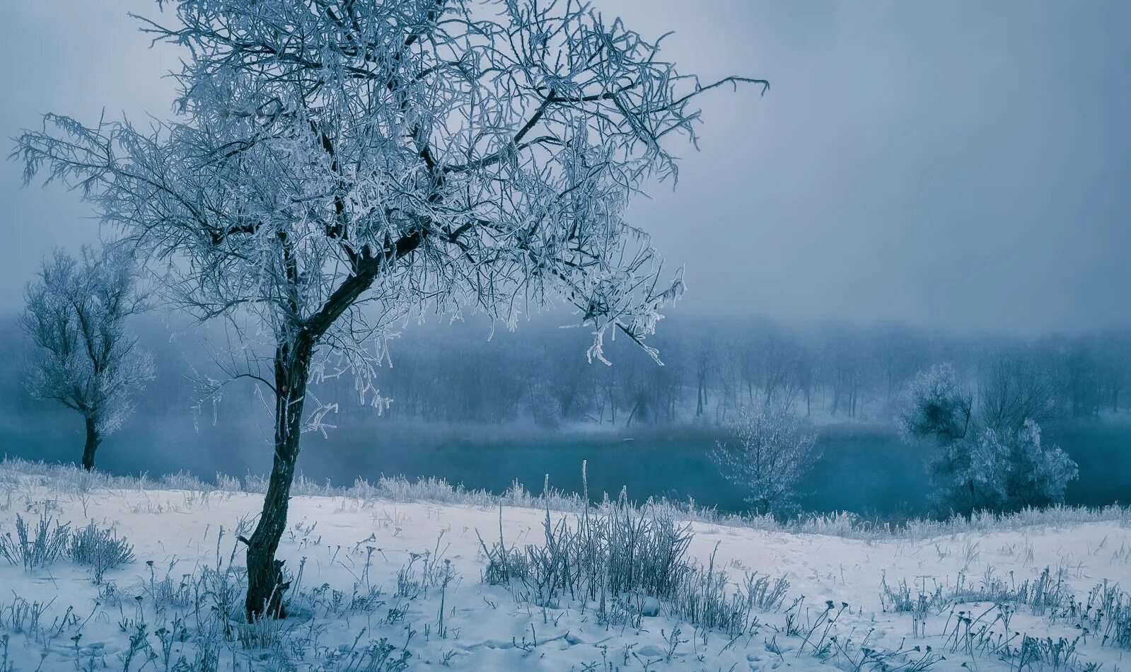 голубые деревья в инее. снег синий иней. синий синий иней. синь синь иней. голубой иней.
