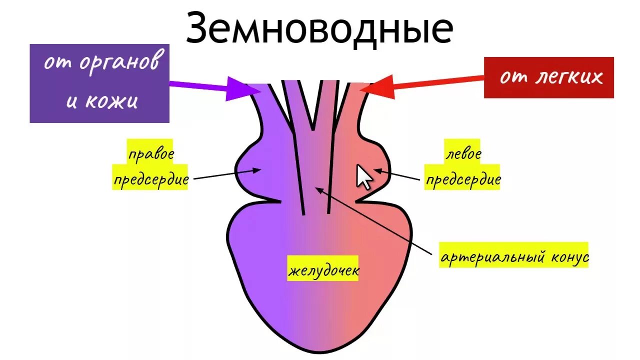 Сердце рептилий состоит. Строение сердца земноводных. Строение сердца лягушки. Сердце земноводных схема. Строение сердца амфибий.