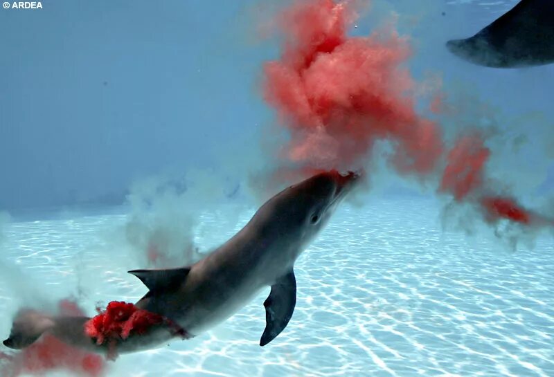 Есть ли дельфин людей. Рождение дельфина. Акула под водой.