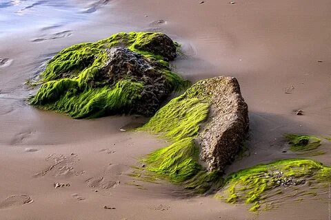 Морские и пресные водоросли