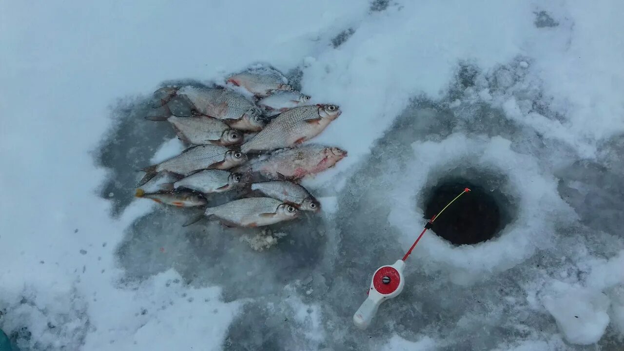 Прогноз погода курья