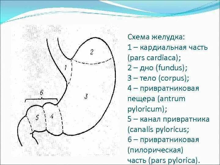 Какие отделы имеет желудок. Схема анатомических отделов желудка. Желудок человека строение рисунок анатомия. Пилорический отдел желудка схема. Антральный отдел желудка схема.