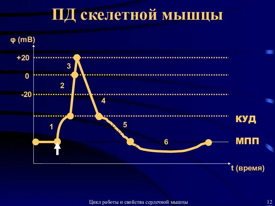 График потенциала действия скелетного мышечного волокна. Пд скелетной мышцы график. Потенциал действия скелетной мышцы. Потенциал действия скелетной мышцы график. Время пд