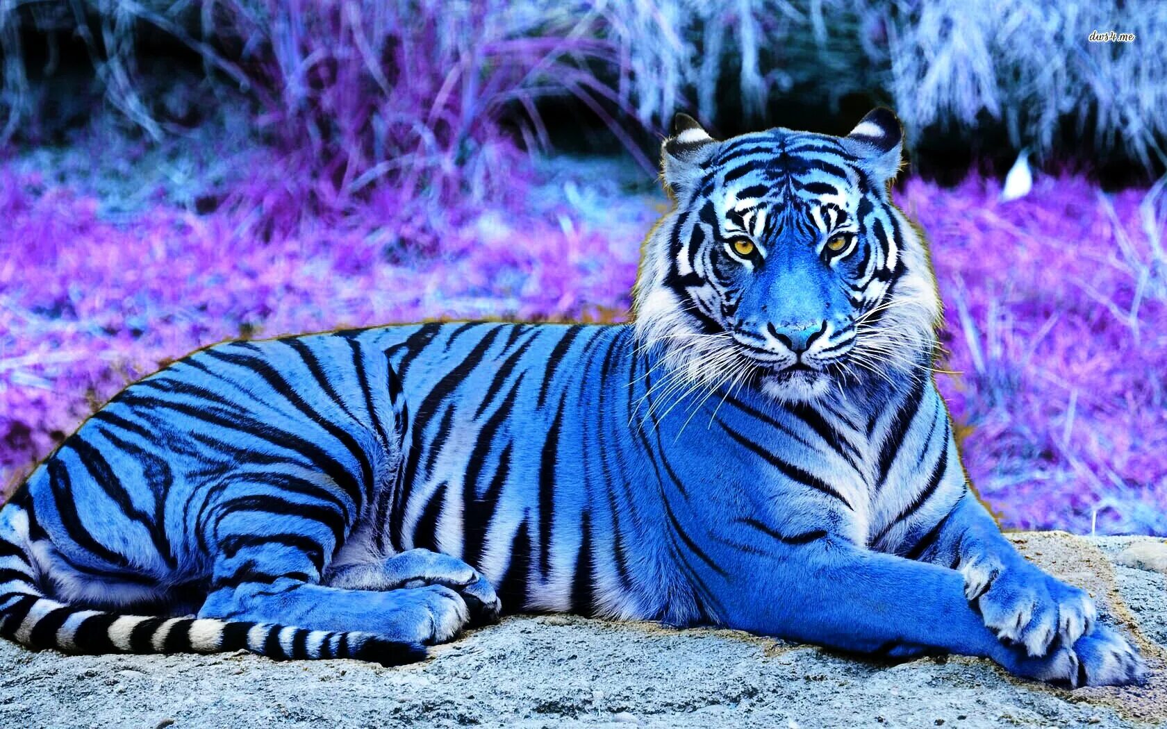 Древолаз азуреус. Голубой кит блювал. Квакша древолаз голубая. Синий кит (голубой кит). Лягушка голубой древолаз.