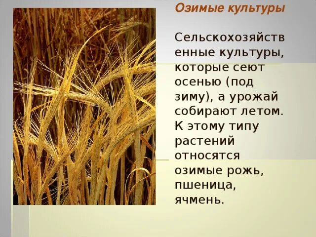 Зерновые культуры которые крестьяне засевали весной назывались