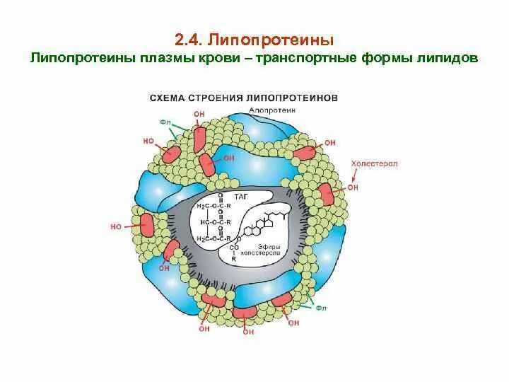 Строение липопротеинов. Липидов плазмы. Липиды и их названия. Экспериментальные модели атеросклероза. Экспериментальные модели атеросклероза.