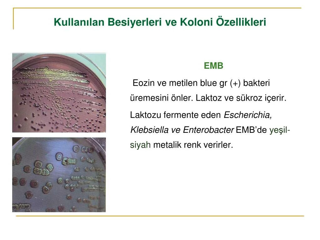 Enterobacteriaceae у мужчин. Enterobacter cloacae что это