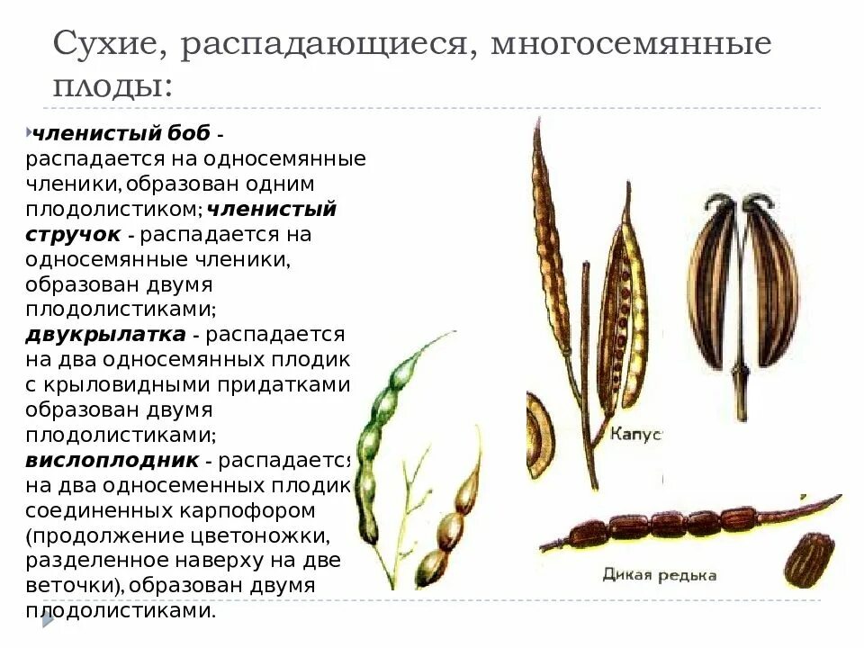 Сухие многосемянные плоды. Сухие многосемянные плоды стручок. Сухие мнргосеменныеплоды. Виды многосемянных сухих. Многосемянные плоды горох