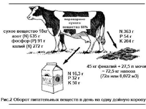 Объем навоза от одной коровы в год. Плотность навоза крупного рогатого скота. Сколько 1 теленок производит навоза. Сколько корова дает навоза в сутки.