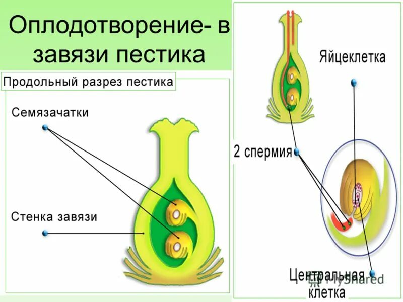 Семяпочка в завязи пестика. Строение пестика и оплодотворение. Схема строения семязачатка покрытосеменных растений. Строение завязи пестика семязачатки. Клетка которая образует завязь