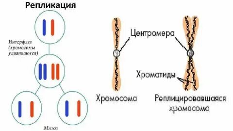 Удвоение количества днк происходит в