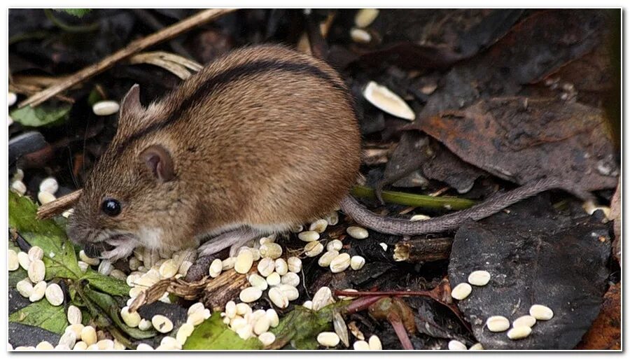 Семя мыши. Полевая мышь (мышь-полёвка). Мышиная полевка. Apodemus agrarius. Норки полевой мыши.
