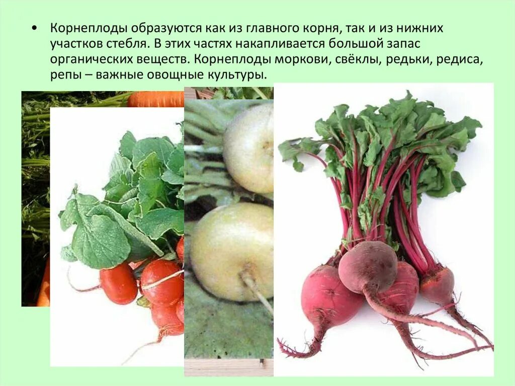 Редис видоизмененный