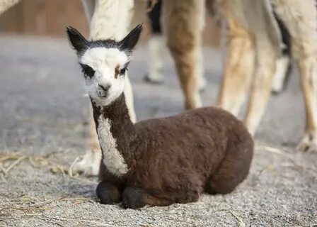 Baby alpaca