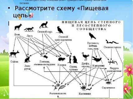 Какая из степей питания характерна для степи
