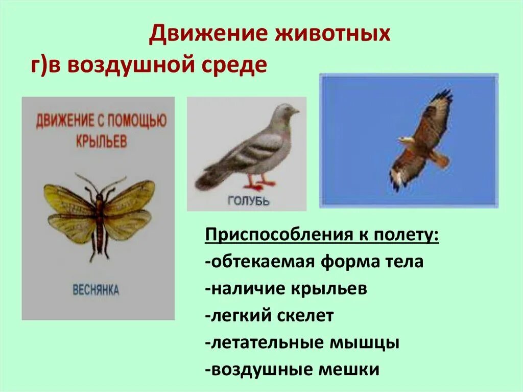 Движение 6 класс. Движение животных в воздушной среде. Движение животных презентация. Способ передвижения зверей. Приспособление животных к воздушной среде.