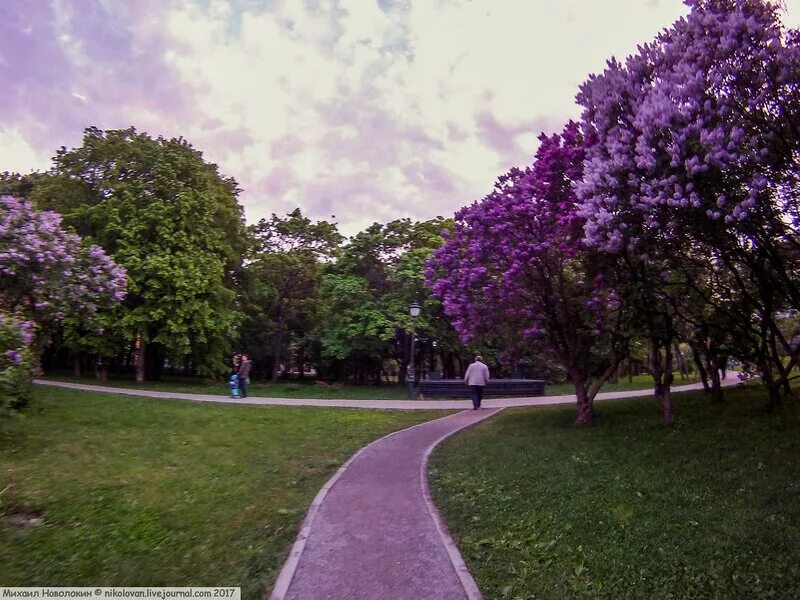 парк сокольники сиреневый сад. сиреневый бульвар парк. сиреневый сад в измайлово. сиреневый бульвар парк. сиреневый бульвар парк.