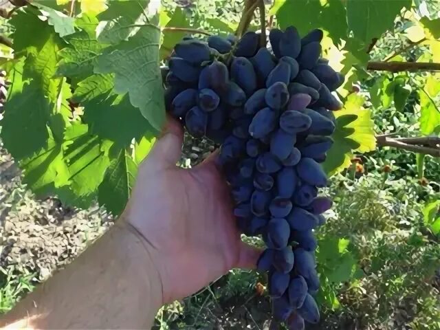 Находка Калугина, Варваркин,Родничек,Суперляля,Памяти Смольникова,Верона,мускат 