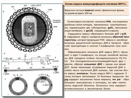 Днк содержащие вирусы вич