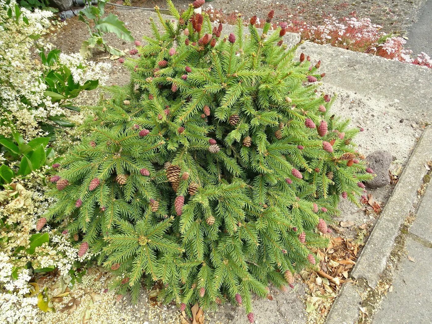 Spring color 2013 - Conifers Forum - GardenWeb Courtyard gardens design, Japanes