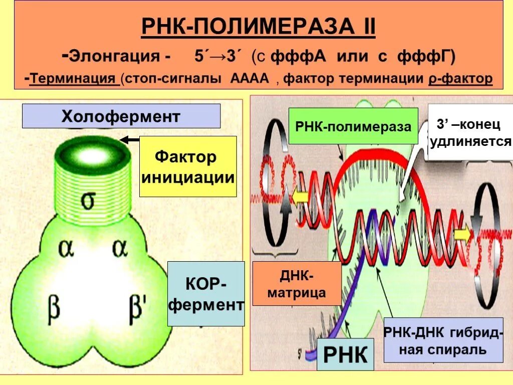 Строение РНК полимеразы 1. Структура РНК полимеразы. РНК полимераза 2. РНК полимер.