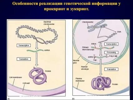 Реализация генетической информации в пренатальном периоде