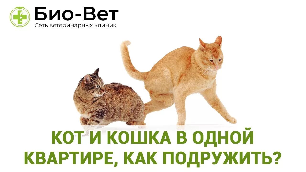 Как подружить кота и кошку. Как познакомить кошку с котом. Как подружить кошку и кота в одной квартире. Познакомить кота и кошку как кошку. Как подружить кошек между собой