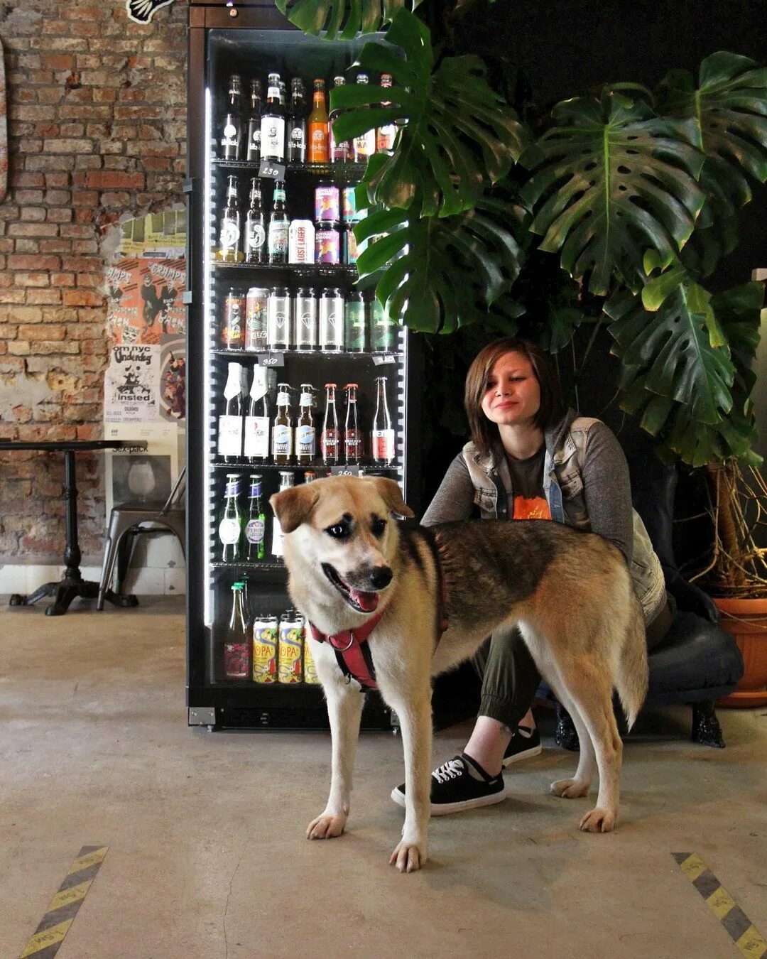 Собака в кафе. Животные в ресторане. Куда можно пойти с собаками. Популярные дог блогеры. Куда можно пойти с собаками.