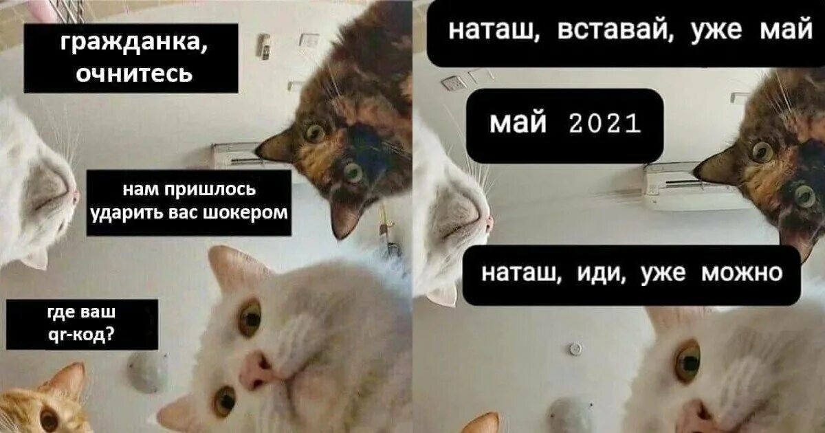 Мем кот можно. Мемы с котиками. Кот Мем. Мемы про котов. Мемы с котиками 2021.