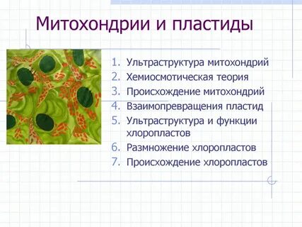 В чем сходство митохондрий и пластид