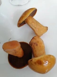 Желтые маслята как готовить