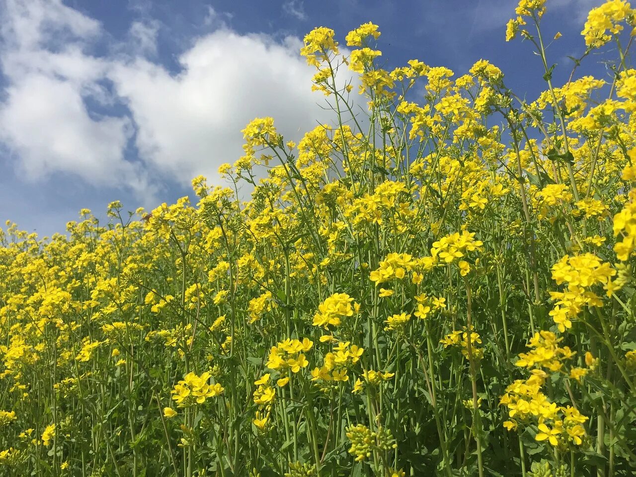 Урал лен. Лён жёлтый. Многолистник Луговой. Linum flavum. Многолистник Луговой желтый.