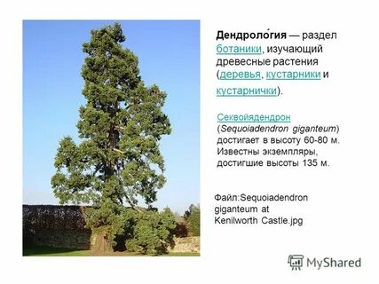 Изучение древесных растений